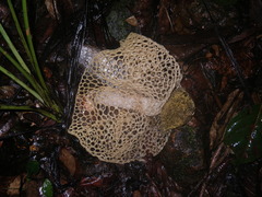 Phallus haitangensis