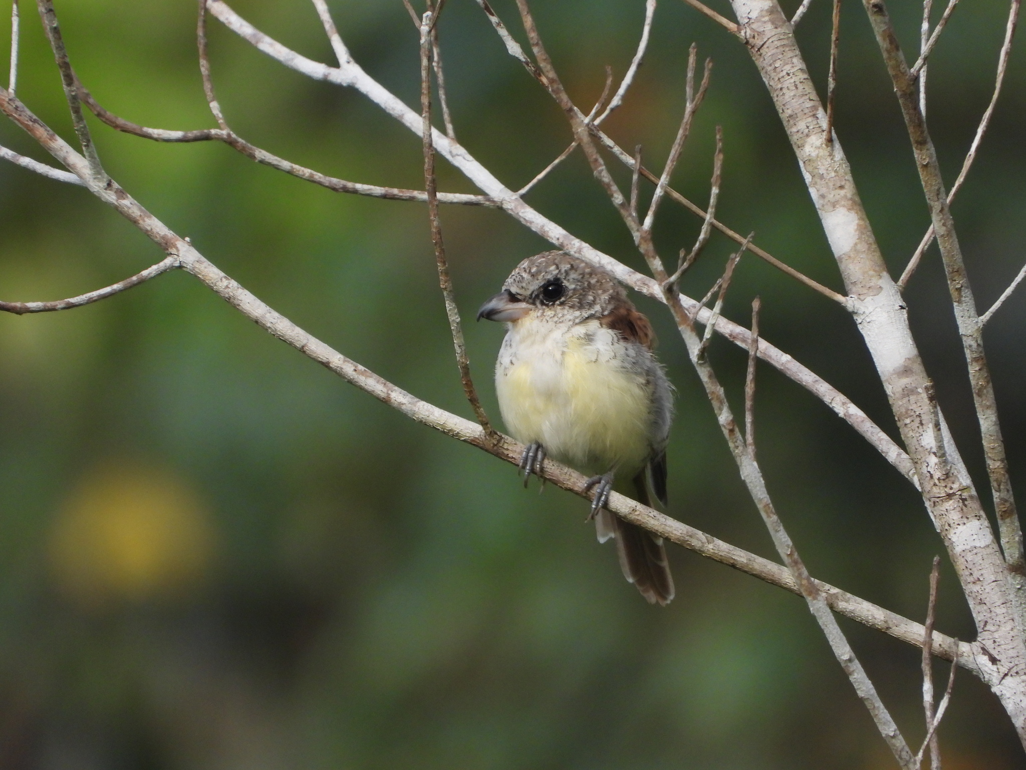 Tiger Shrike (Lanius tigrinus), photo 2