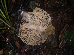 Phallus haitangensis