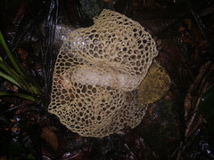 Phallus haitangensis