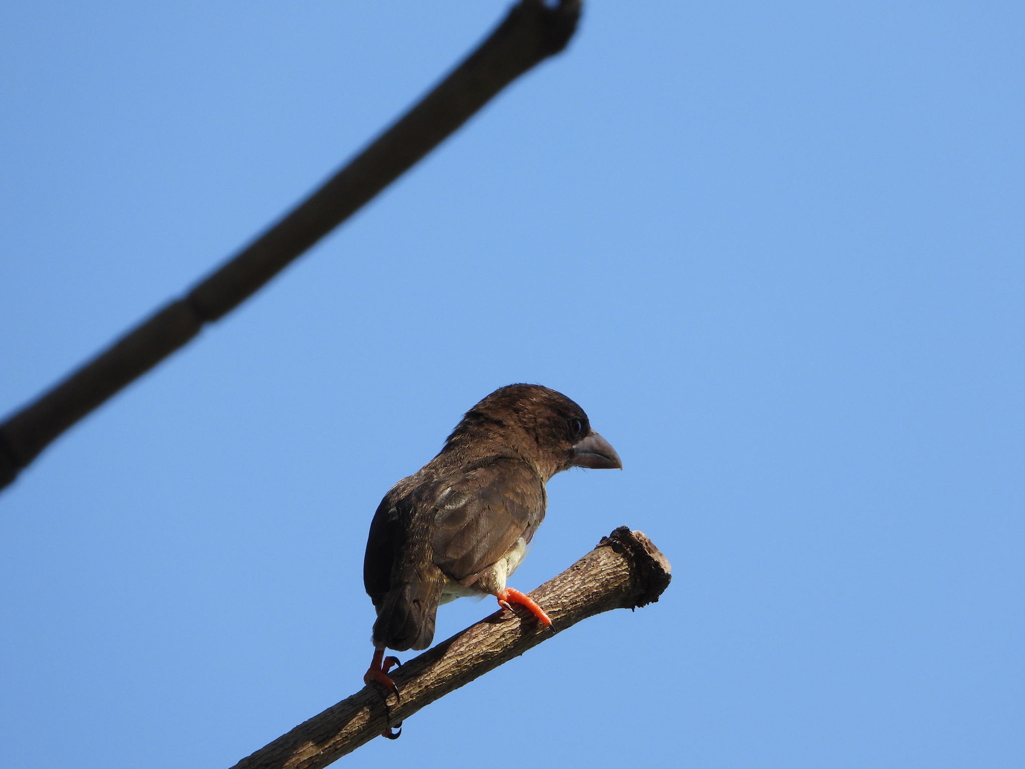 Sooty Barbet (Caloramphus hayii), photo 3