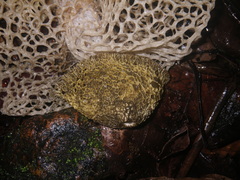 Phallus haitangensis