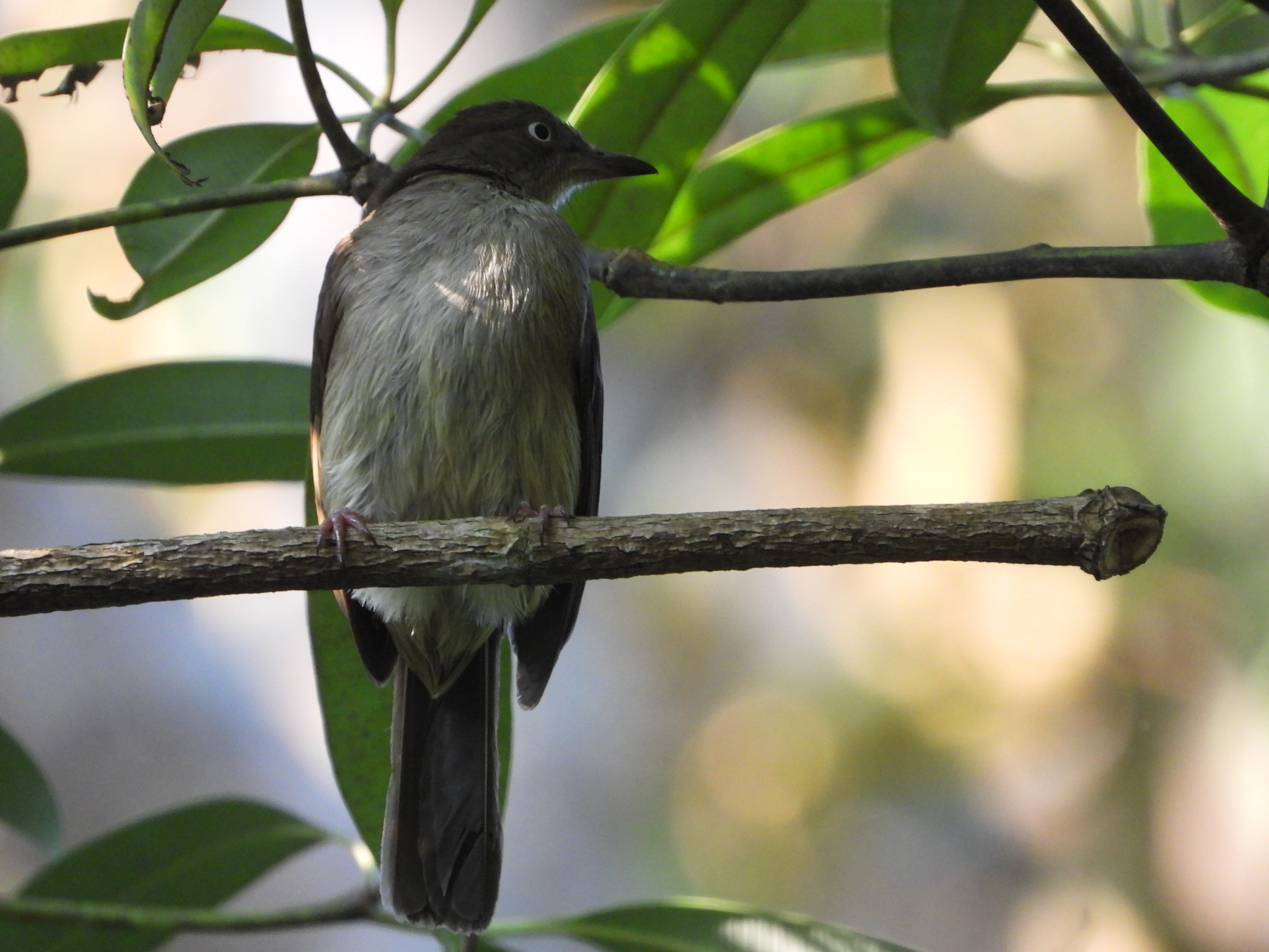 Cream-vented Bulbul (Pycnonotus simplex), photo 5