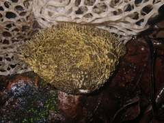 Phallus haitangensis