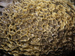 Phallus haitangensis