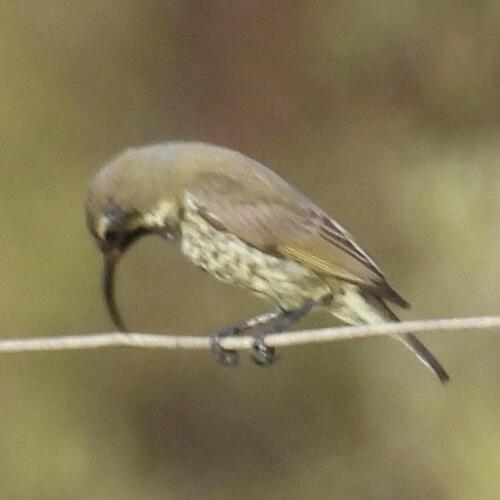Amethyst Sunbird (Chalcomitra amethystina), photo 3