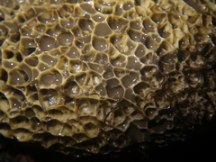 Phallus haitangensis