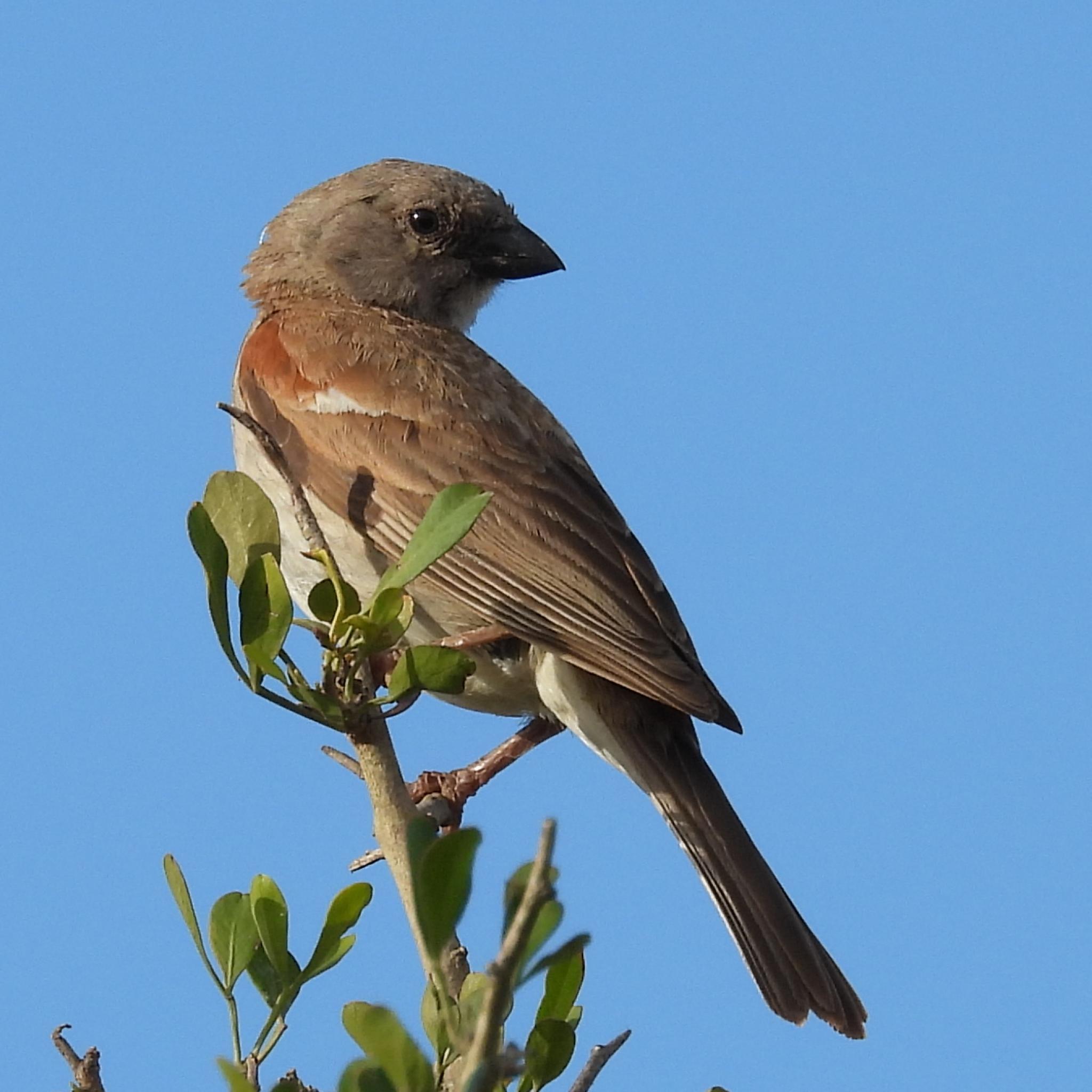 Southern Grey-headed Sparrow (Passer diffusus), photo 6
