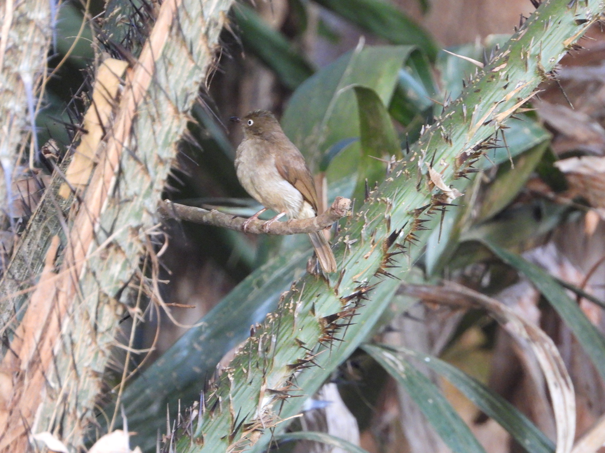 Cream-vented Bulbul (Pycnonotus simplex), photo 2