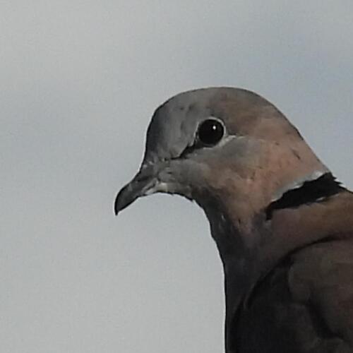 Ring-necked Dove (Streptopelia capicola), photo 4
