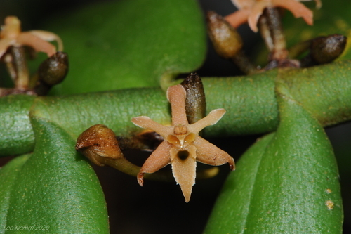 Tridactyle anthomaniaca