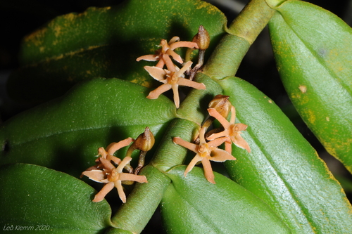 Tridactyle anthomaniaca