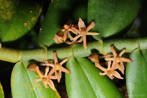 Tridactyle anthomaniaca