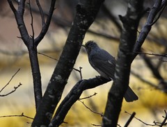 Hypsipetes amaurotis