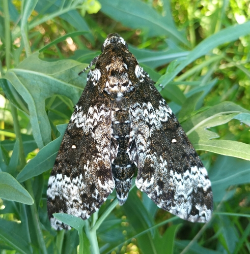Rustic Sphinx