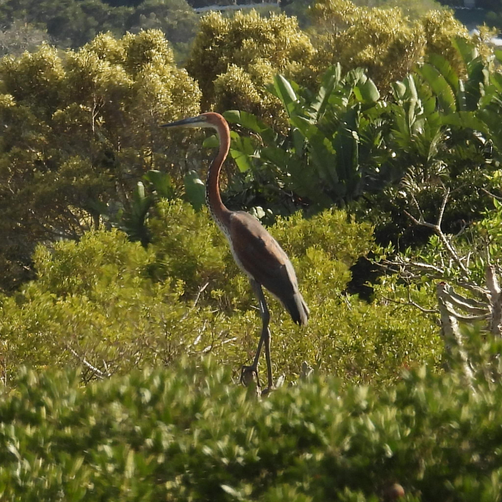 Goliath Heron (Ardea goliath), photo 4
