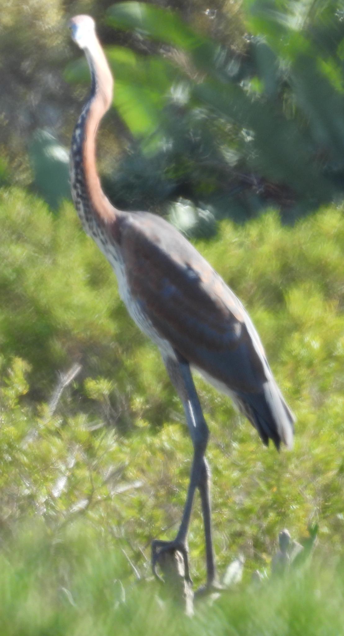 Goliath Heron (Ardea goliath), photo 5