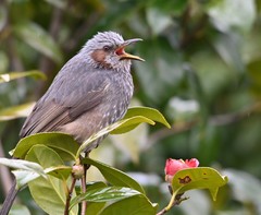 Hypsipetes amaurotis