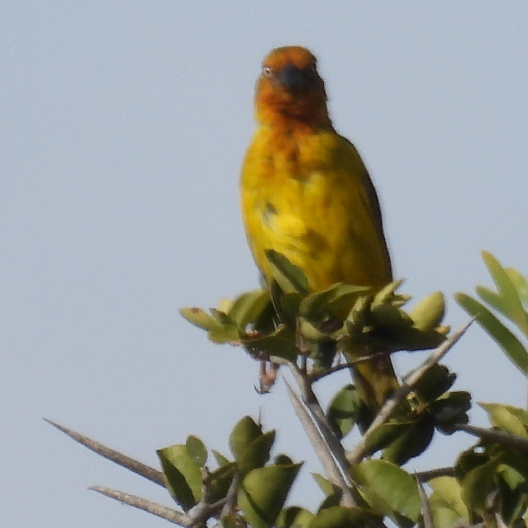 Cape Weaver (Ploceus capensis), photo 6