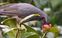 Hypsipetes amaurotis