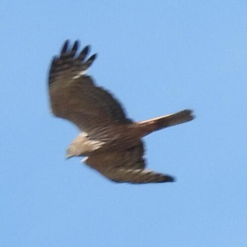 African Marsh Harrier (Circus ranivorus), photo 3