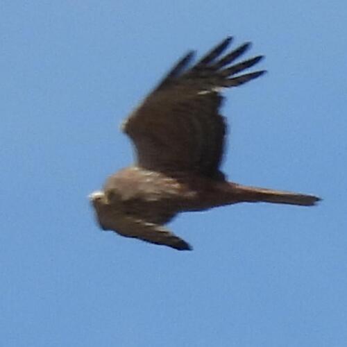 African Marsh Harrier (Circus ranivorus), photo 4