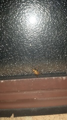 Bactrocera jarvisi