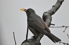 Hypsipetes amaurotis