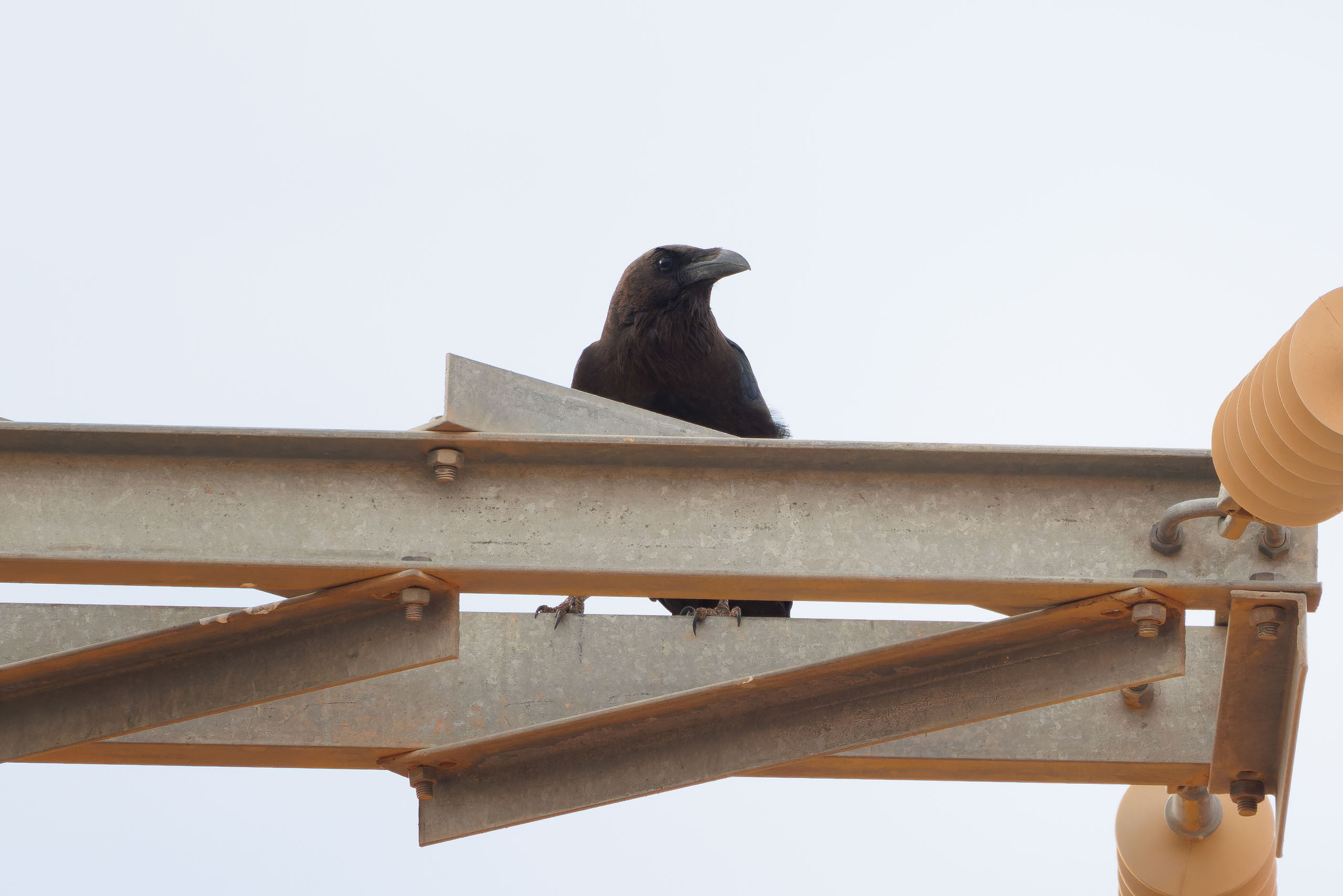 Brown-necked Raven (Corvus ruficollis), photo 10