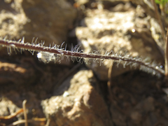 Pelargonium undulatum