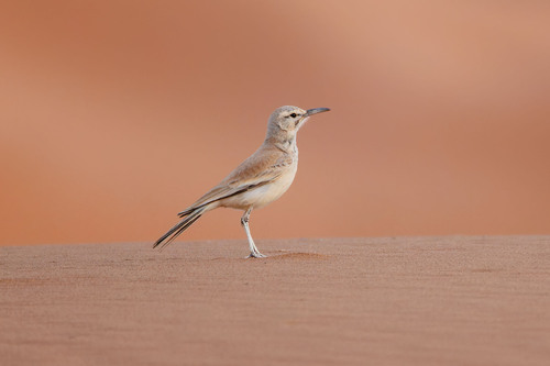 Alondra ibis (Alaemon alaudipes)