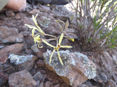 Pelargonium undulatum