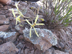 Pelargonium undulatum