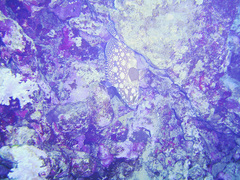 Epinephelus summana