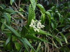 Flagellaria indica