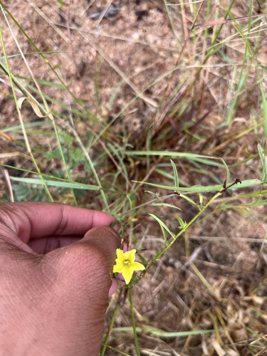 Narrow-leaved Merremia (Xenostegia tridentata)