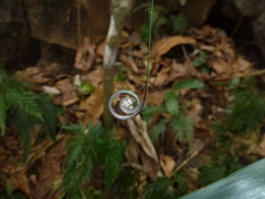 Flagellaria indica