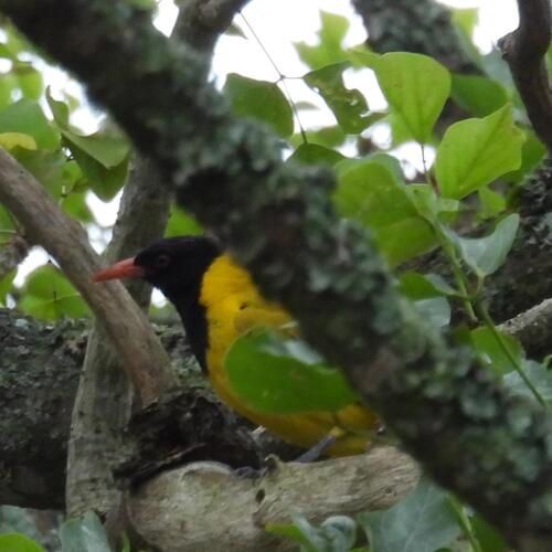Black-headed Oriole (Oriolus larvatus), photo 4