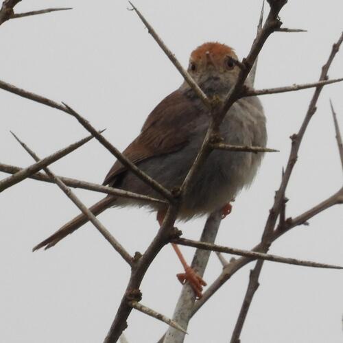 Neddicky (Cisticola fulvicapilla), photo 2