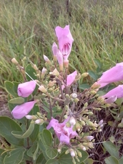 Fridericia platyphylla