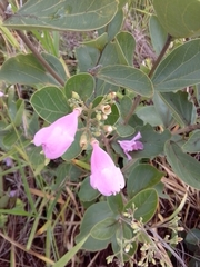 Fridericia platyphylla