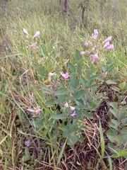 Fridericia platyphylla