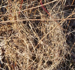 Microstegium vimineum