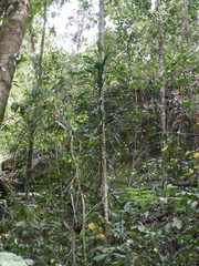 Flagellaria indica