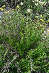 Scrophularia cretacea