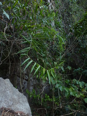 Flagellaria indica
