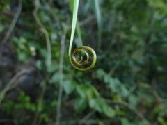 Flagellaria indica