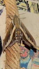 Hyles euphorbiarum
