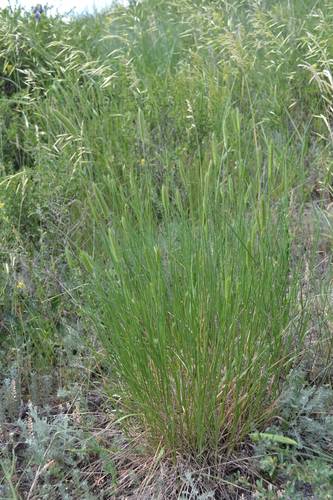 Agropyron desertorum iNat (1)