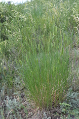 Agropyron desertorum